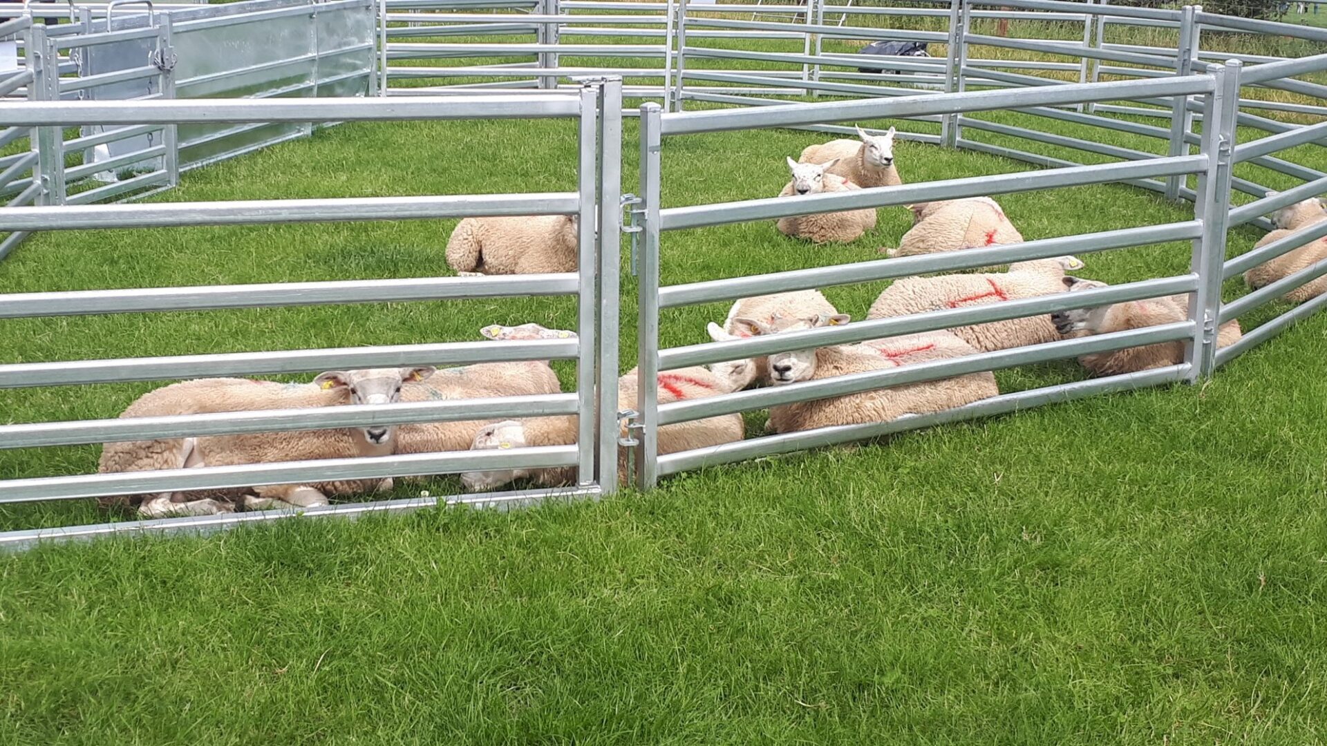 semi permanent sheep yard including sheep hurdles with sheep